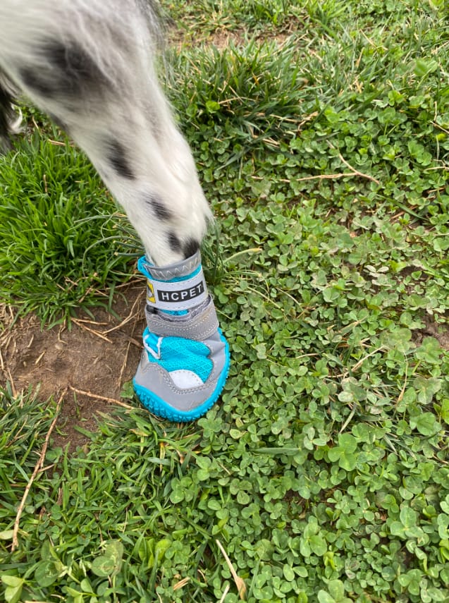 Customer photo review of TrailPaws - Beschermende Antislip Hondenschoenen