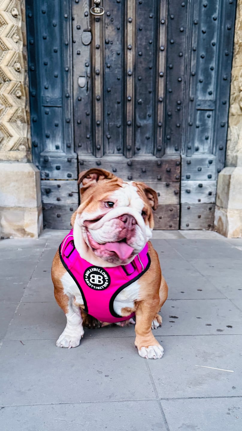 Customer photo review of Comfort Premium Harness | Non Restrictive - Magenta