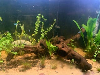 Customer photo review of Amazon Sword