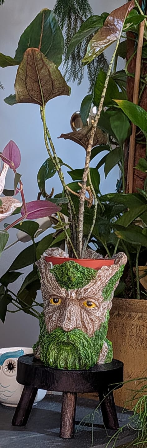 Customer photo review of Cyrtosperma johnstonii
