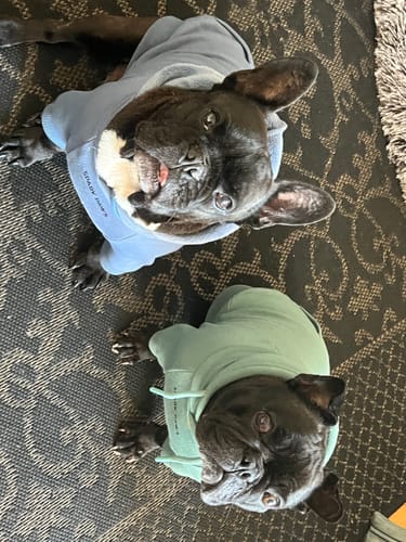 Customer photo review of Teddy Sherpa Fleece Dog Jacket - Brown