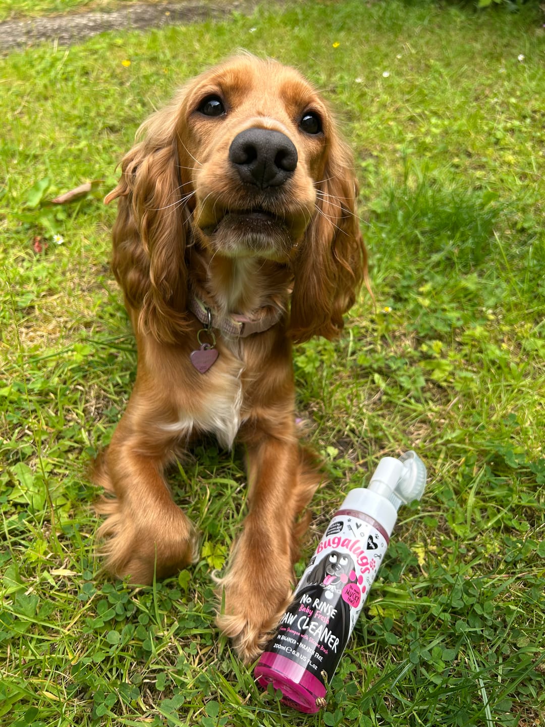 Customer photo review of Baby Fresh No Rinse Paw Cleaner for Dogs & Cats