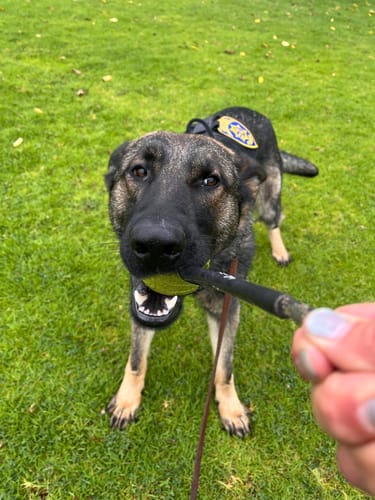 Customer photo review of Denali Tug Toy