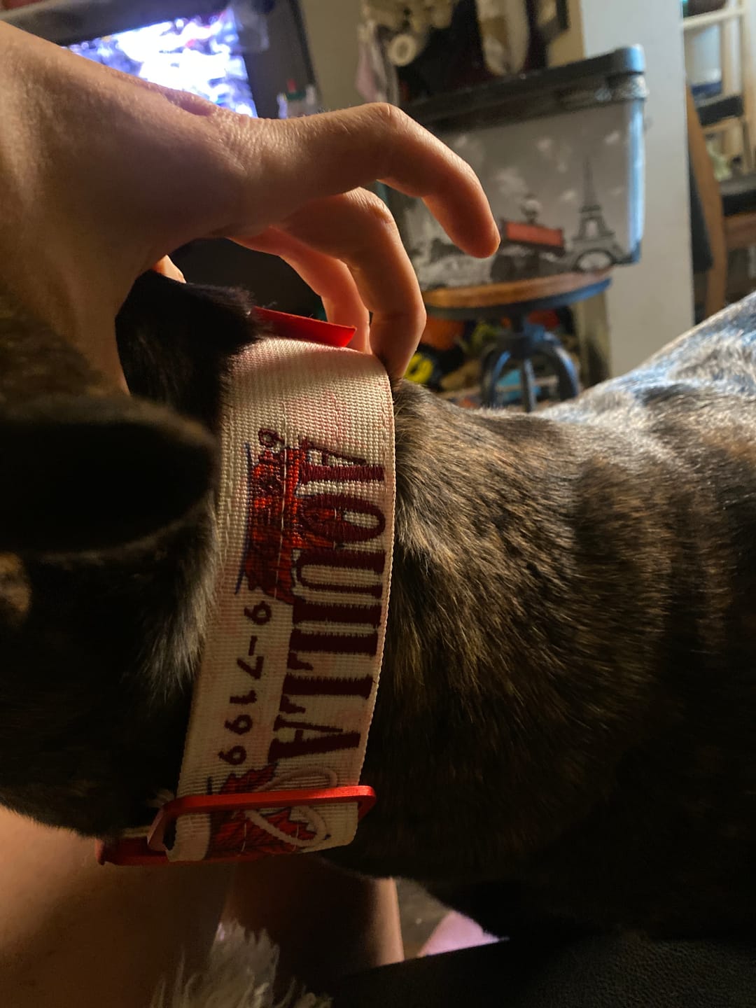 Customer photo review of 2" Tacti Luxe Dog Collar - Canadian