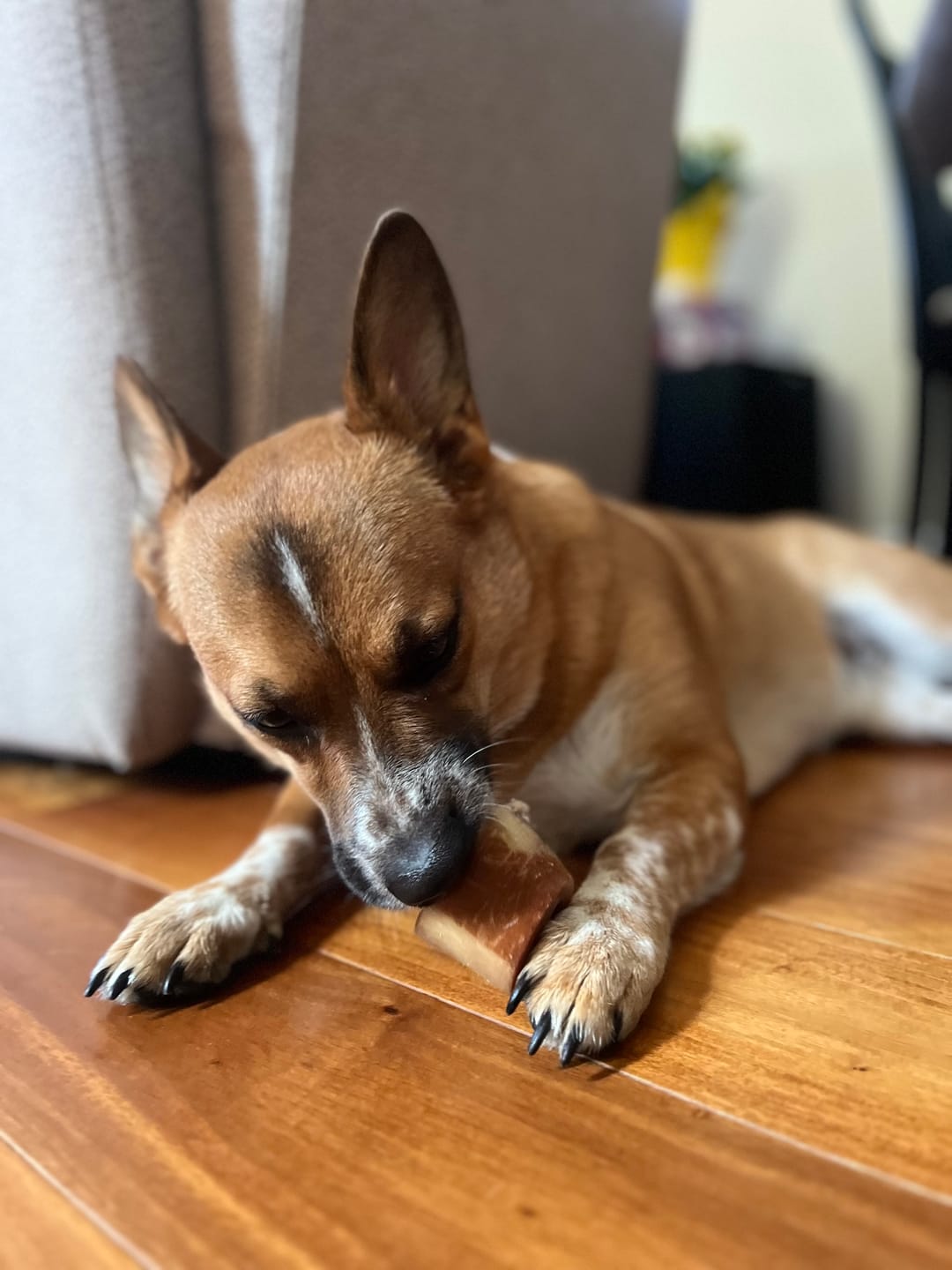 Customer photo review of Beef Cheek Sticks