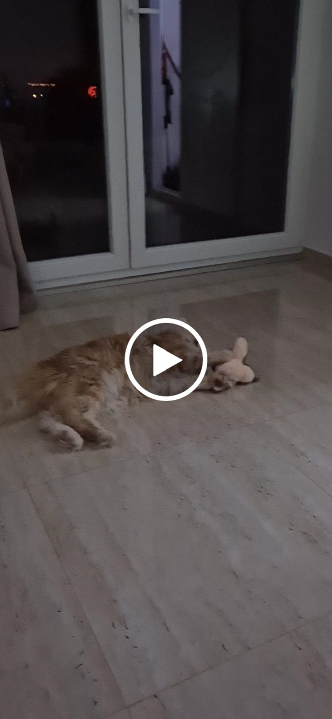Customer video review of Interaktivna Igračka Ptica za Mačke