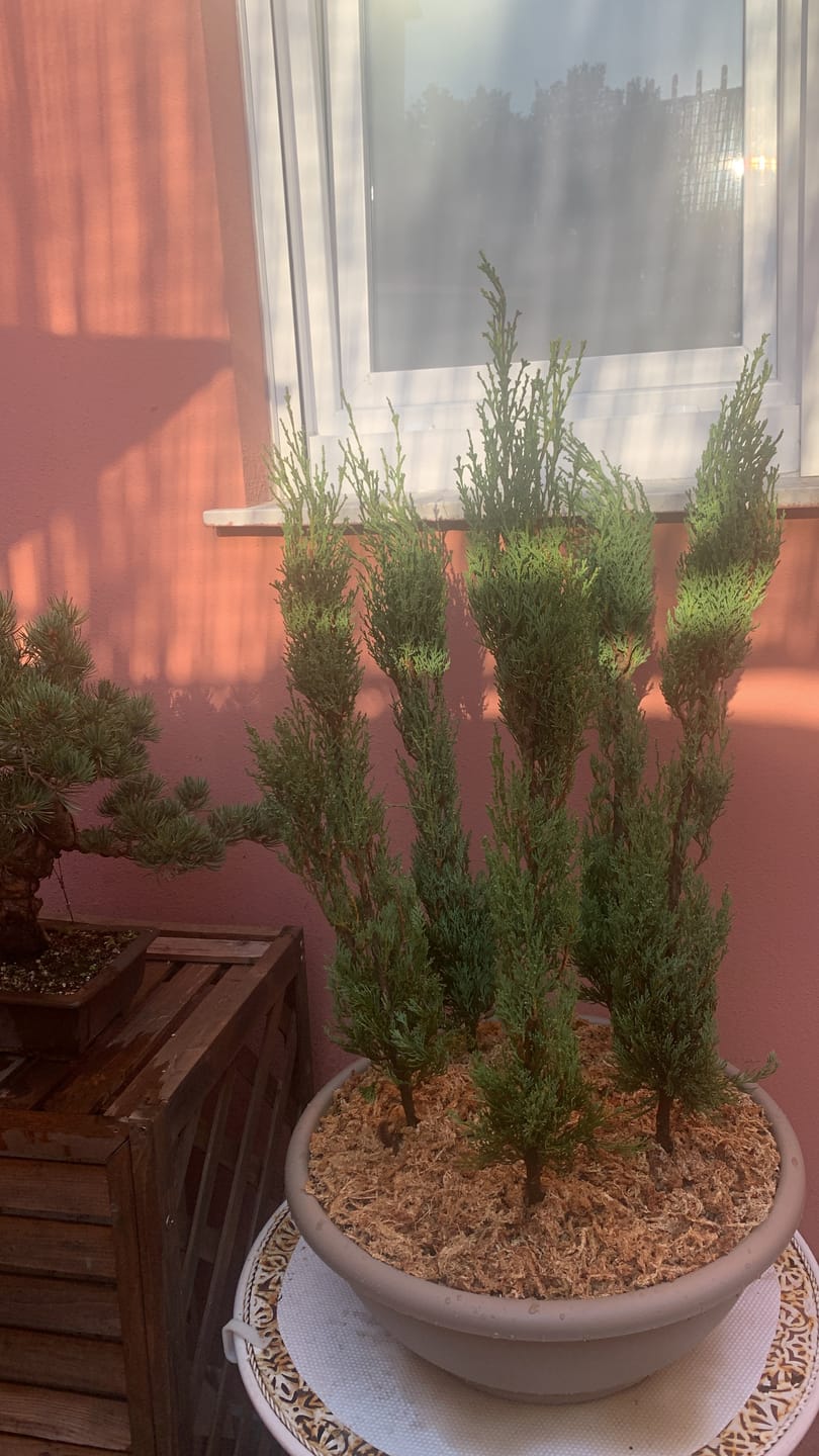 Customer photo review of TIGER CB® (substrato premium ad alte prestazioni)