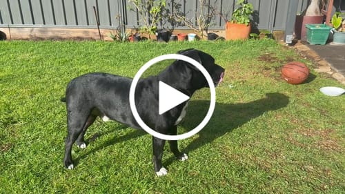 undefined review of Canine Allergies &  Skin issues "Complete Care & Repair Combo" image 1 out of 1
