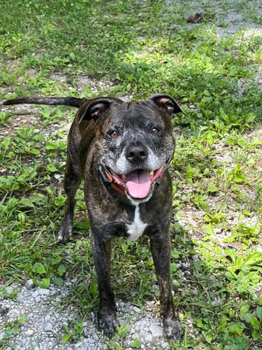 Customer photo review of Joint & Recovery