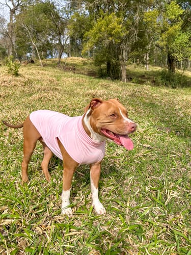 Customer photo review of Sunblock Dog T-Shirt - Mint