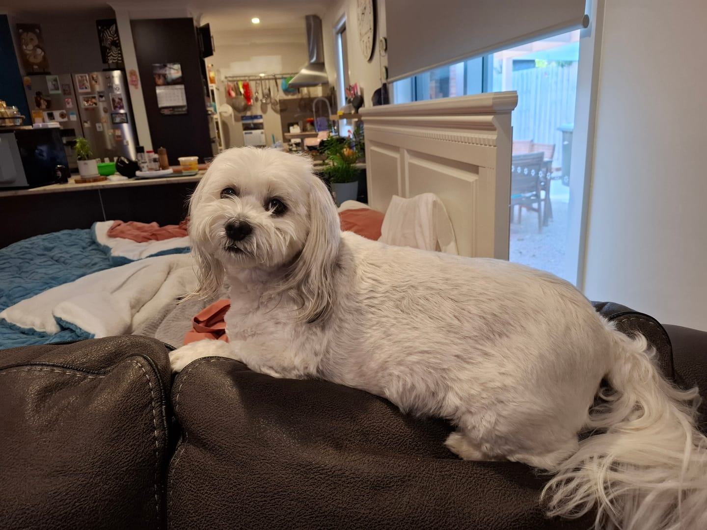 Customer photo review of PaWz GroomMate Pet Grooming Kit