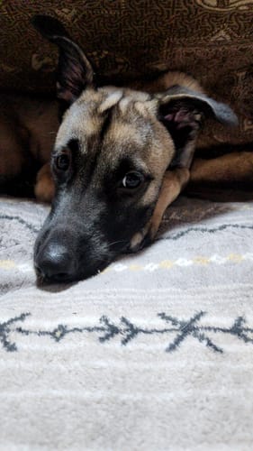 Customer photo review of FunFunPet 高機能ハーネス（お名前タグ作成サービス付き）