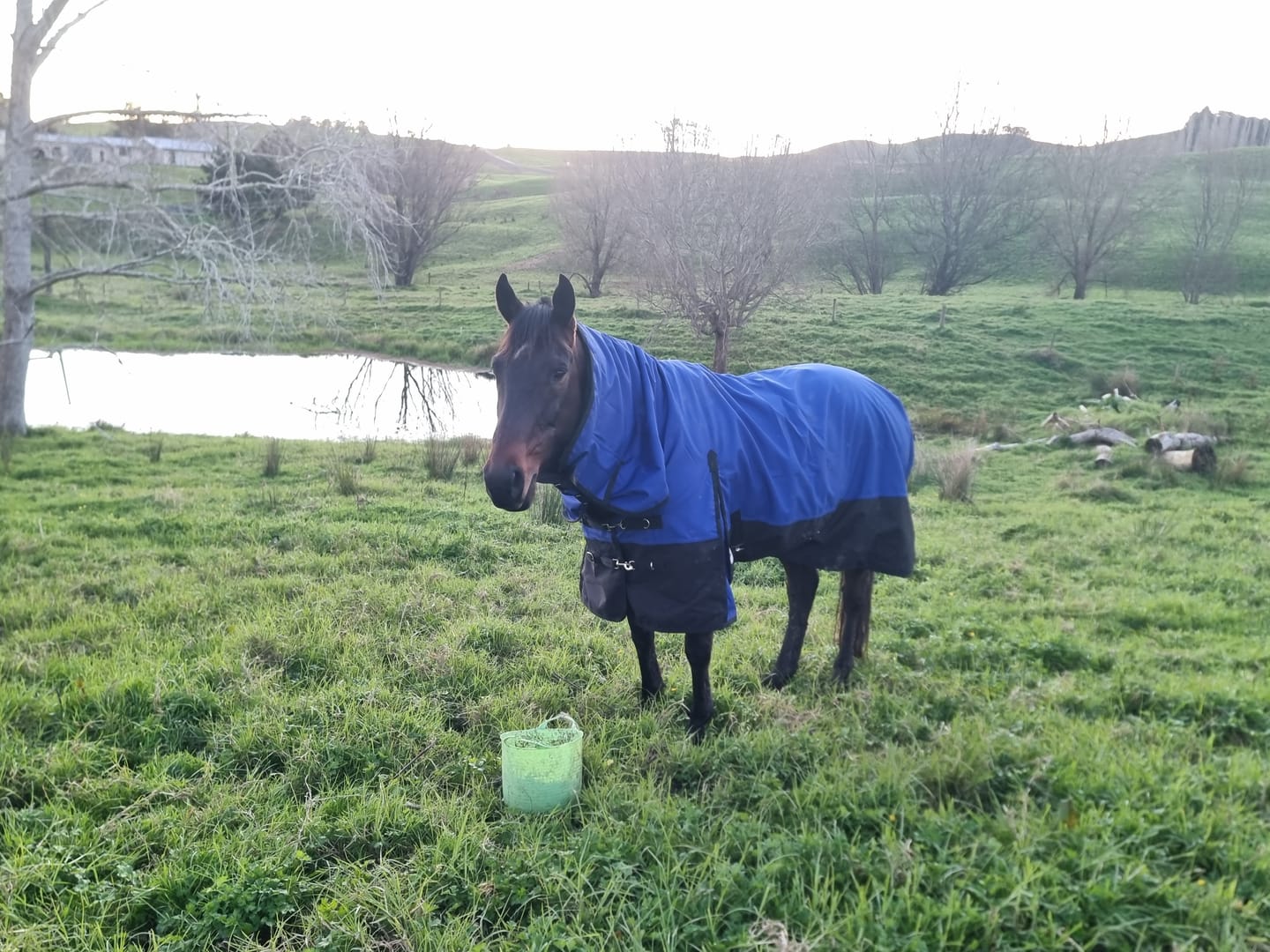 Customer photo review of NZ Tack Duke 1200D Combo