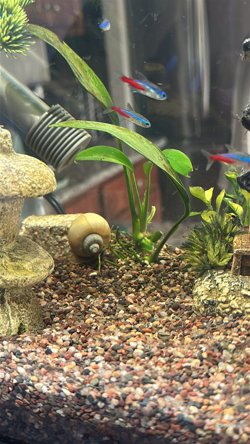 Customer photo review of Ivory Mystery Snail