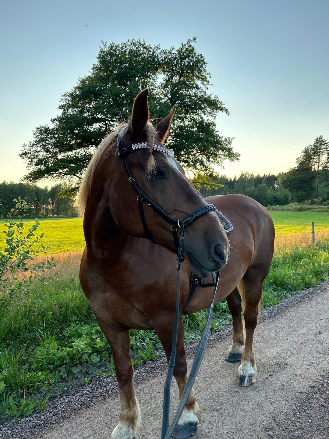 Customer photo review of Odessa bonita Multi Bridle with padded noseband - MASEGO bit to bitless system