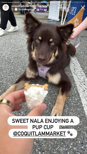 Customer photo review of Biothane Traffic Handle Dog Leash