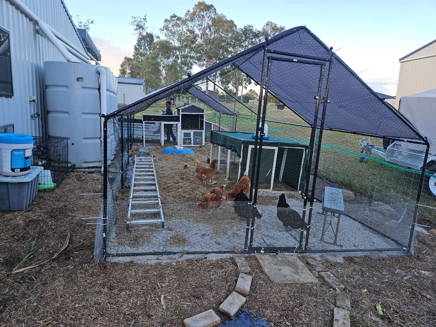 Customer photo review of Walk-In Chicken Coop Run with UV Cover - 300x800x200cm