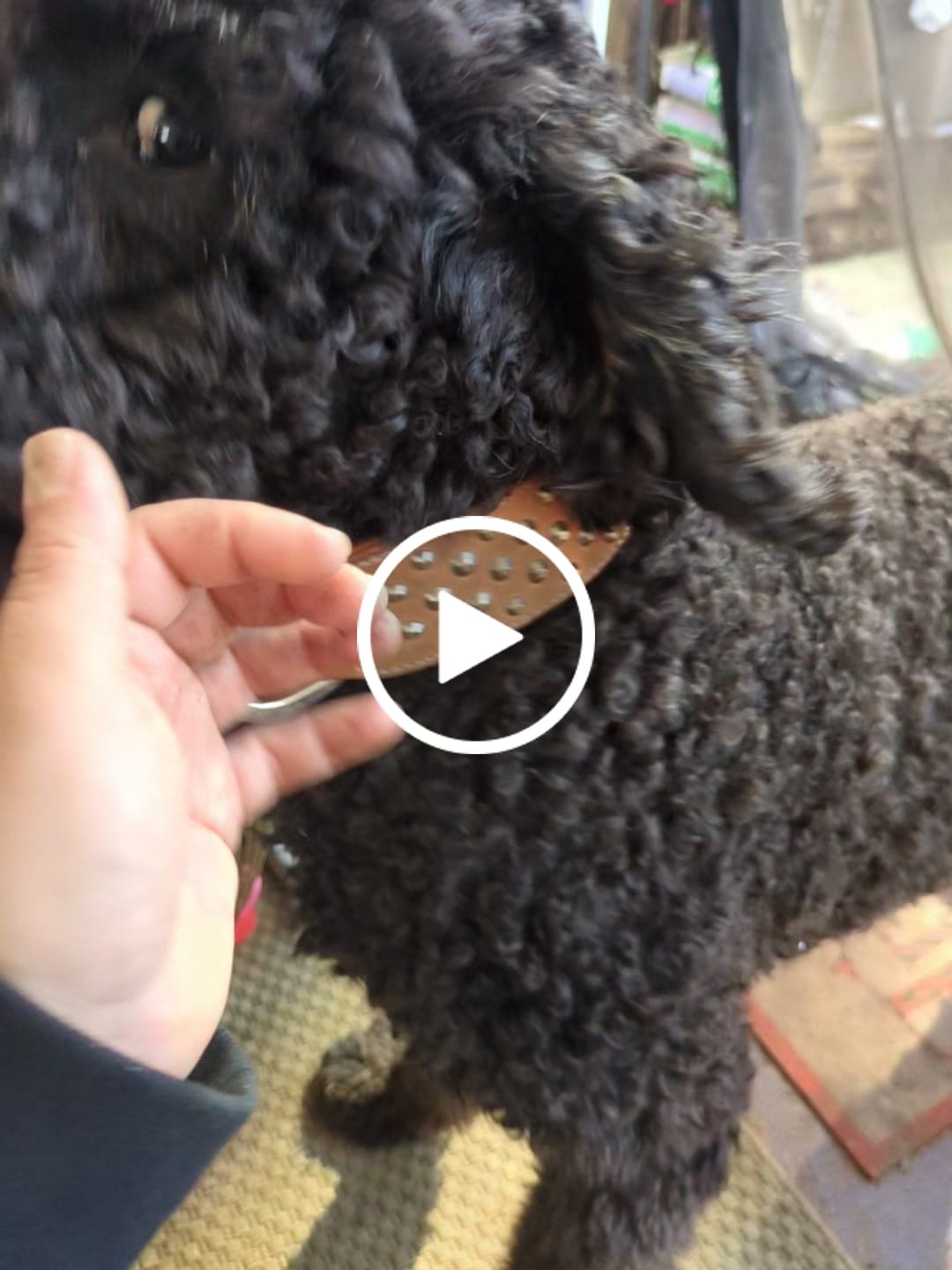 Customer video review of Hand Made Leather Dog Collar - Buckskin Rogue "RuffNeck" Studded (Wide Fit)