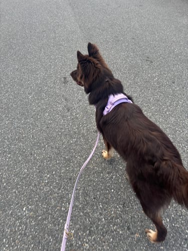 Customer photo review of Hands-Free Leash Adapter