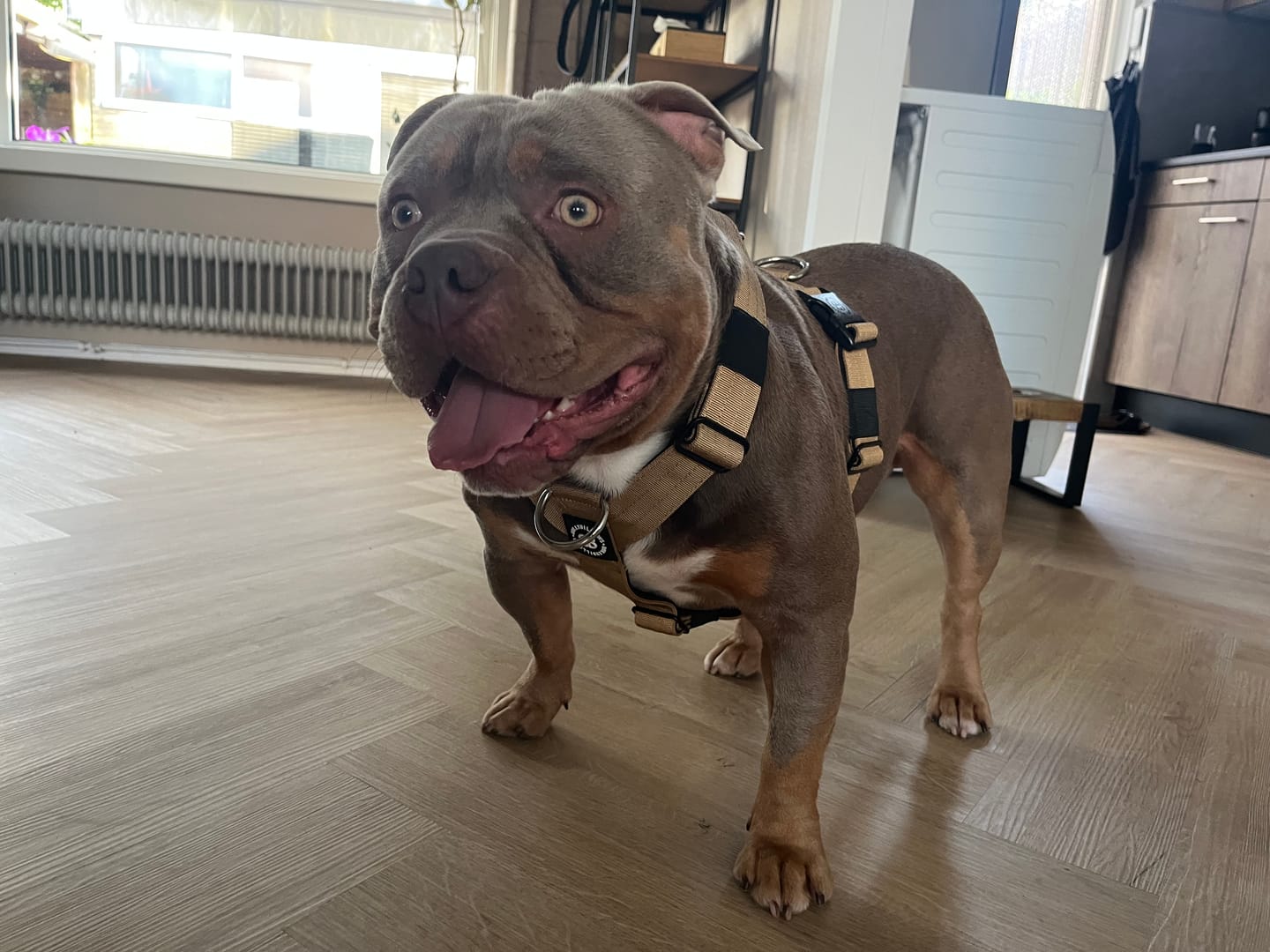 Customer photo review of Training Anti Pull TRI-Harness® | M-XL Breeds - Tan