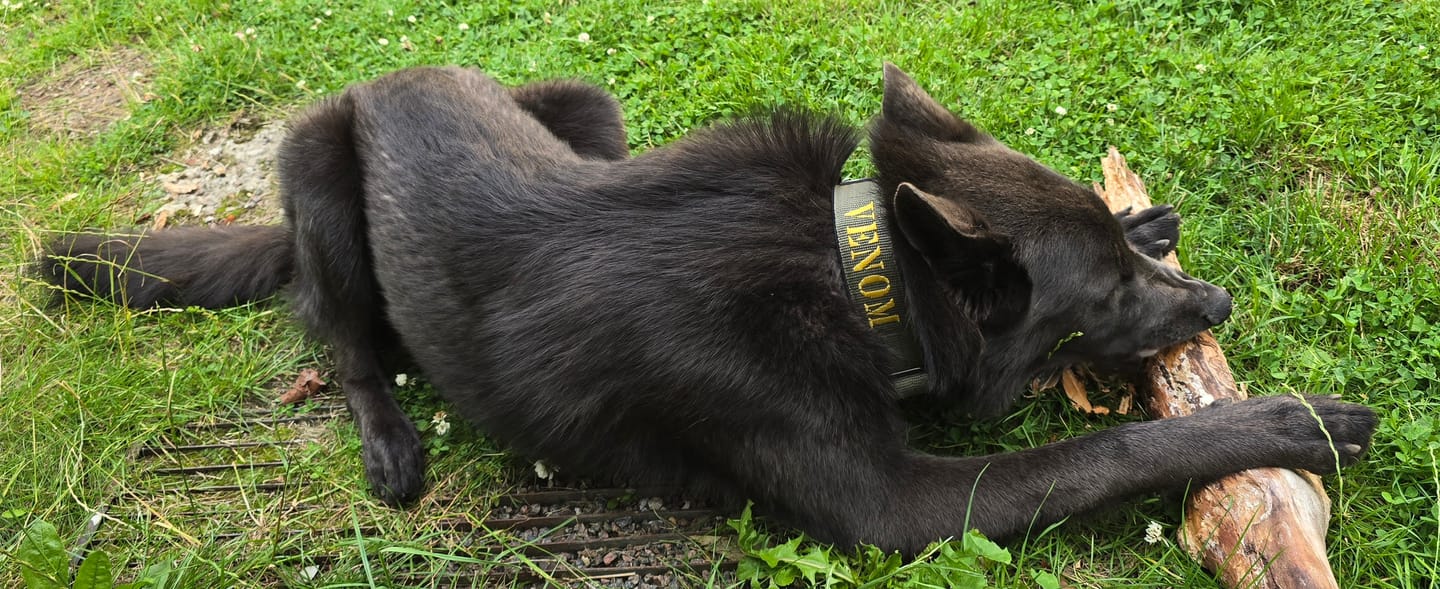 Customer photo review of Martingale halsband med namn