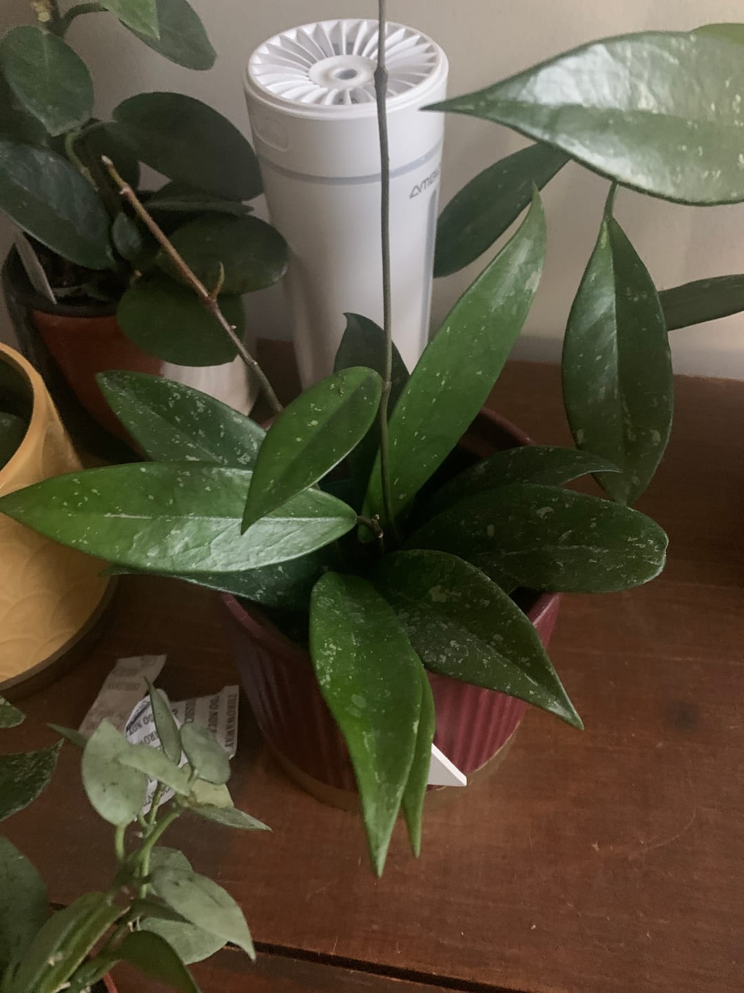 Customer photo review of Hoya pubicalyx x carnosa