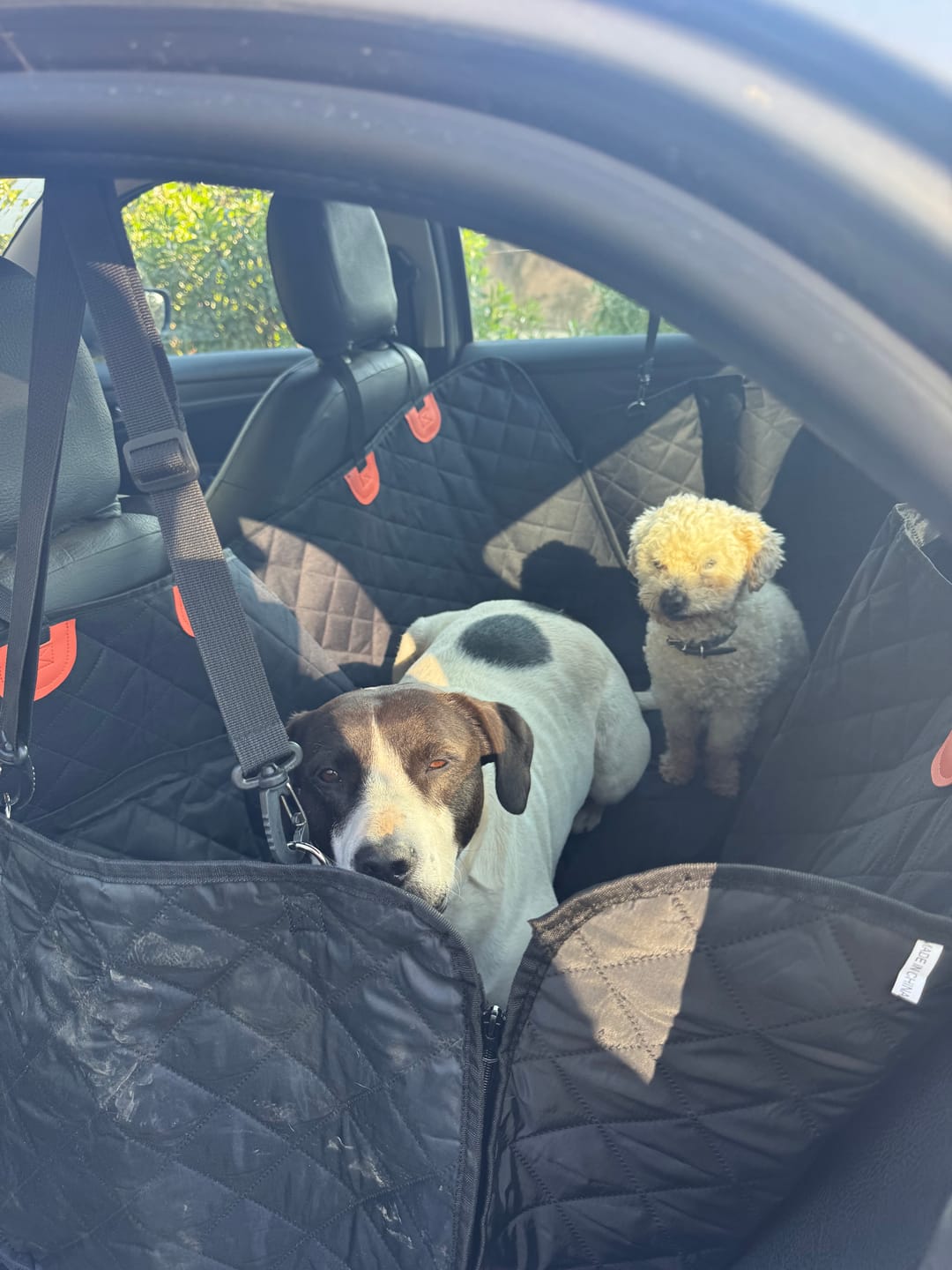 Customer photo review of Funda impermeable para auto