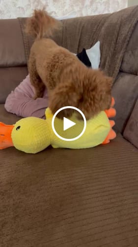 Customer video review of Anti-Stress Ente