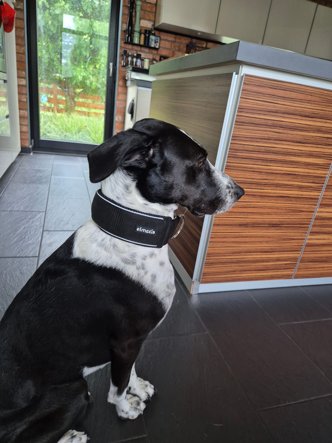 Customer photo review of Halsband Zugstopp REFLEX