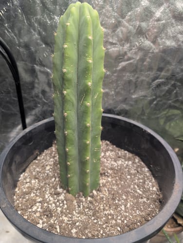 Customer photo review of San Pedro Cactus | Trichocereus (Echinopsis) Pachanoi