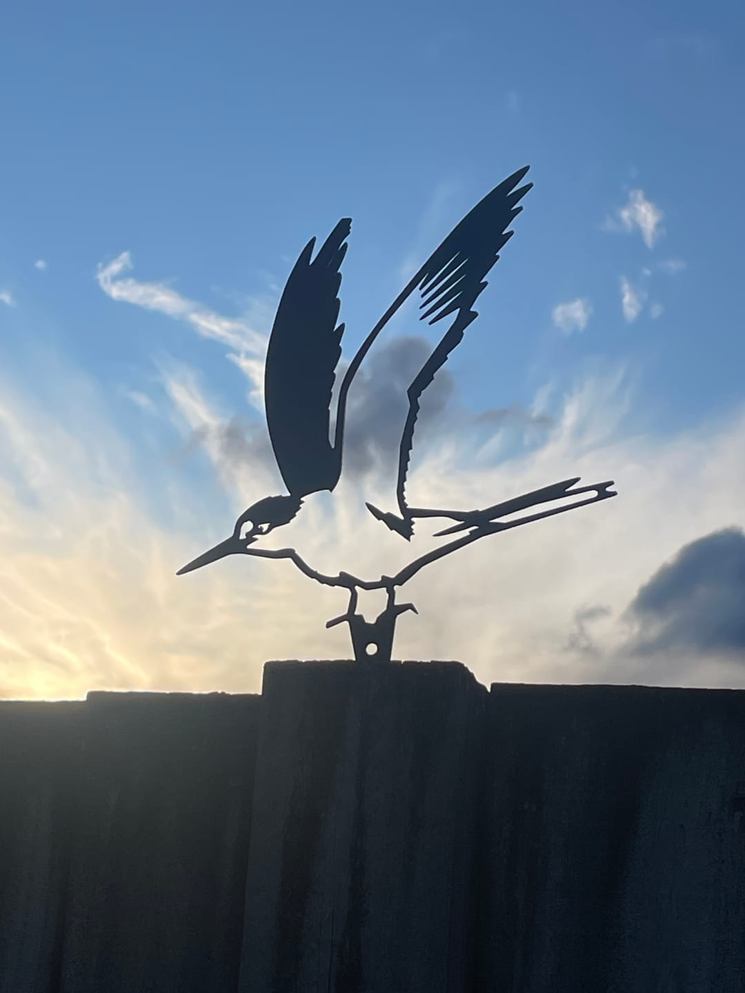 Customer photo review of Tara Iti / New Zealand Fairy Tern