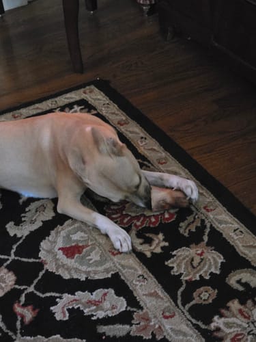 Customer photo review of Medium Dog Black Friday Bundle (Your 12oz Jerky+4 Med Bones)