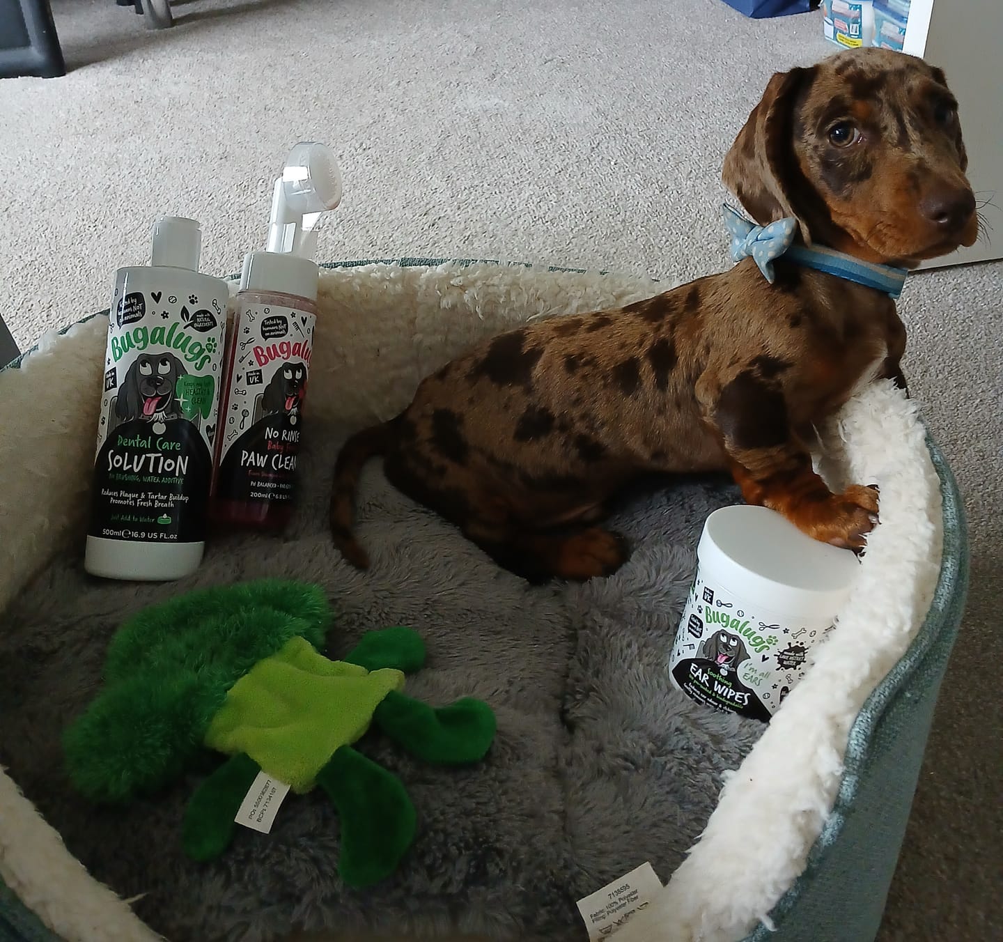 Customer photo review of Baby Fresh No Rinse Paw Cleaner for Dogs & Cats