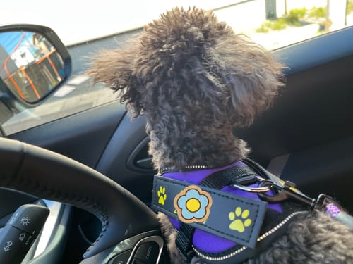 Customer photo review of FunFunPet 高機能ハーネス（お名前タグ作成サービス付き）