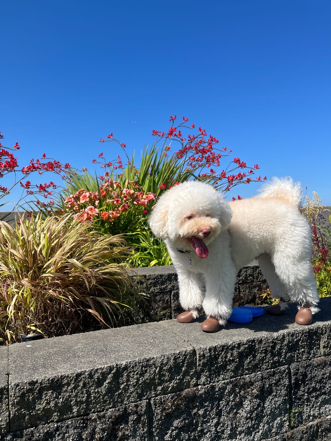 Customer photo review of WagWellie® Single