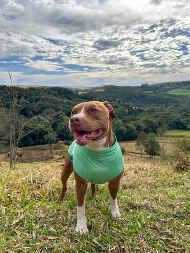 Customer photo review of Sunblock Dog T-Shirt - Mint
