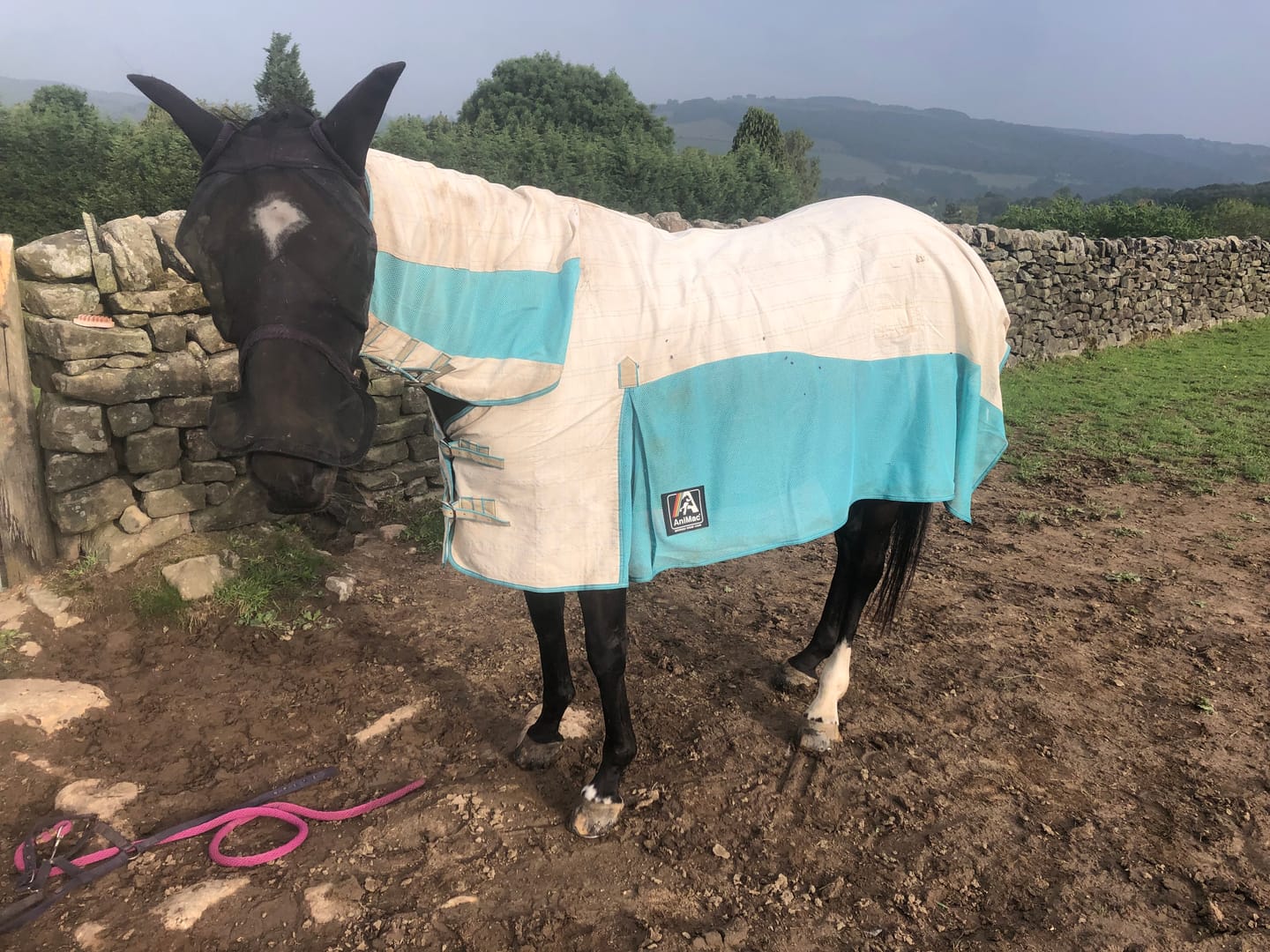 Customer photo review of Allrounder Fly Rug Combo