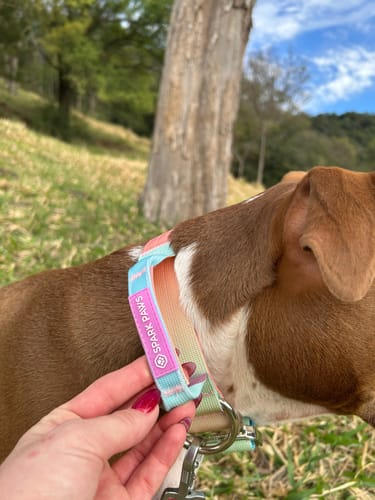 Customer photo review of Comfort Control Collar Set - Pastel Icing