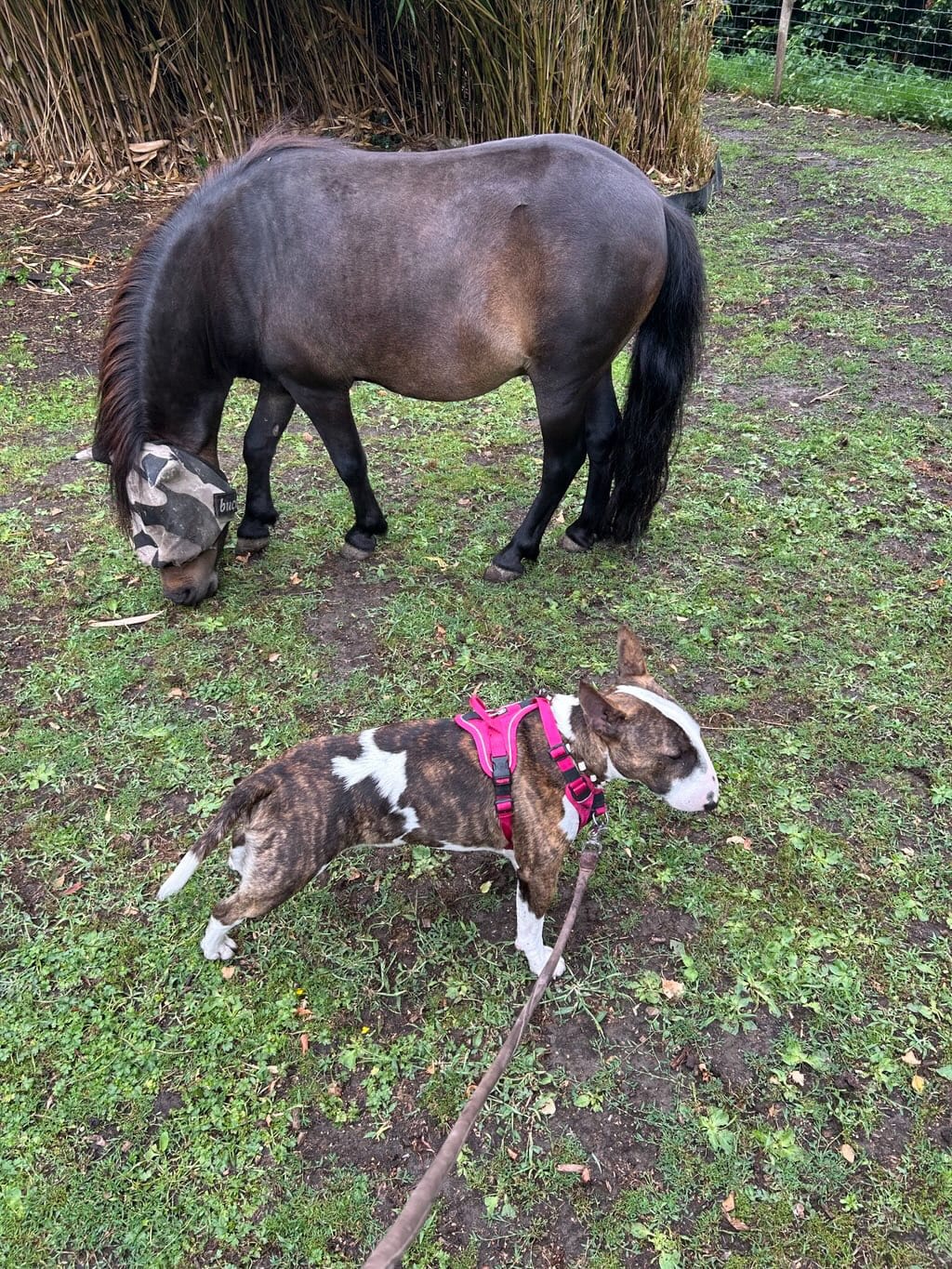 Customer photo review of Anti Pull Harness | With Handle & Lighter | Hurricane Harness - Carminerose