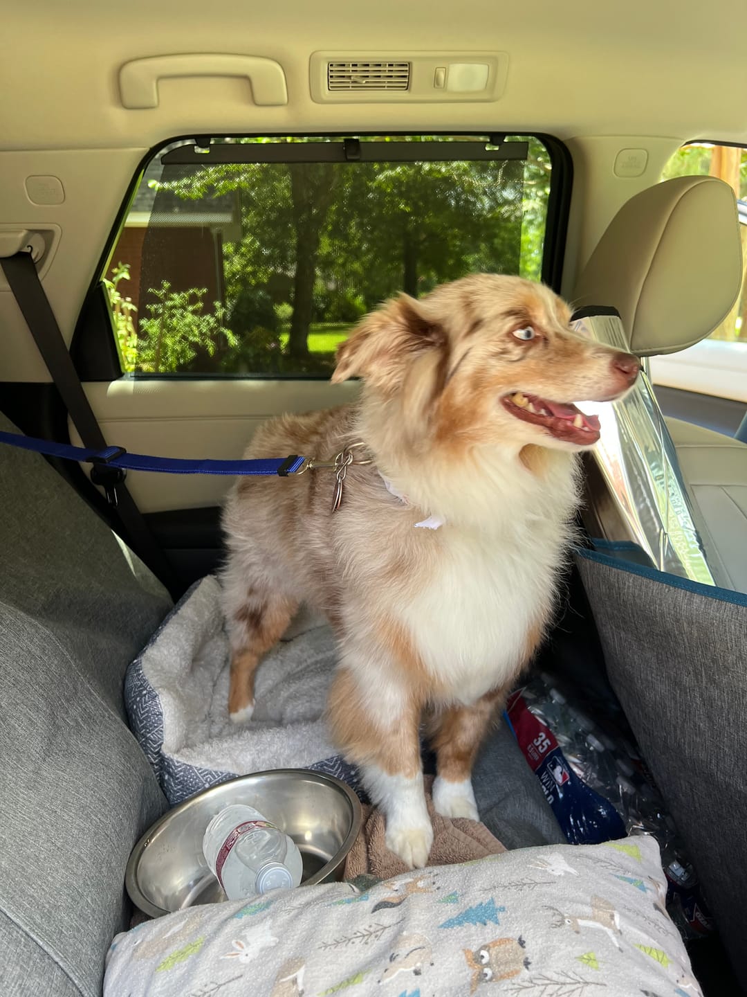 Customer photo review of 2 Pack Headrest Car Dog Safety Seatbelt