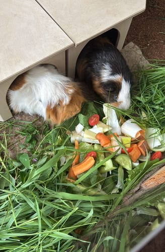 Customer photo review of Kleintiereinstreu