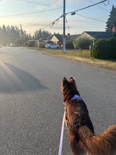 Customer photo review of Biothane Traffic Handle Dog Leash