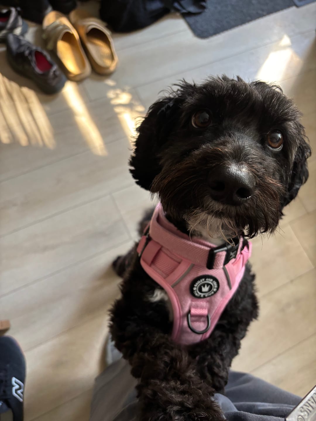 Customer photo review of Bubblegum Pink Tweed Dog Harness - No Pull & Reflective | Trail & Glow®