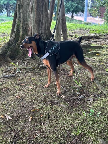 Customer photo review of FunFunPet 高機能ハーネス（お名前タグ作成サービス付き）