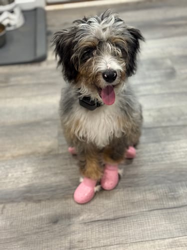 Customer photo review of WagWellies® Mojave