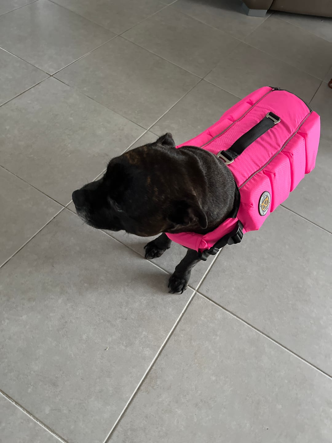 Customer photo review of Staffordshire Bull Terrier 1935® Life Jacket - Neon Pink
