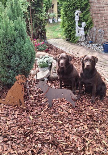 Customer photo review of Gartenstecker Labrador