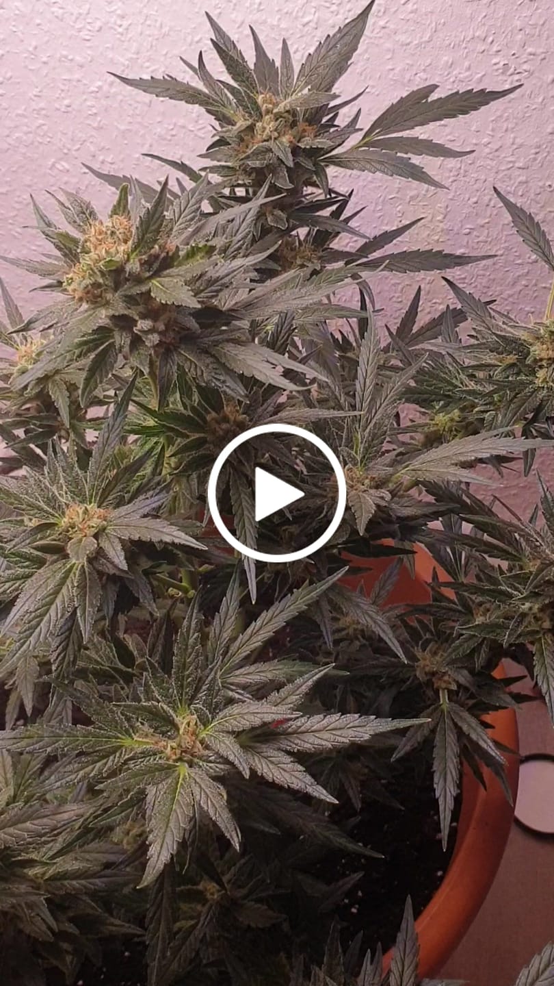 Customer video review of Cookies F1 Cali Weed THC Samen – 50 Tage – Autoflower – Die schnellsten Cannabis Samen der Welt