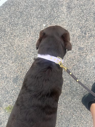 Customer photo review of Adjustable Biothane Quick Release Dog Collar