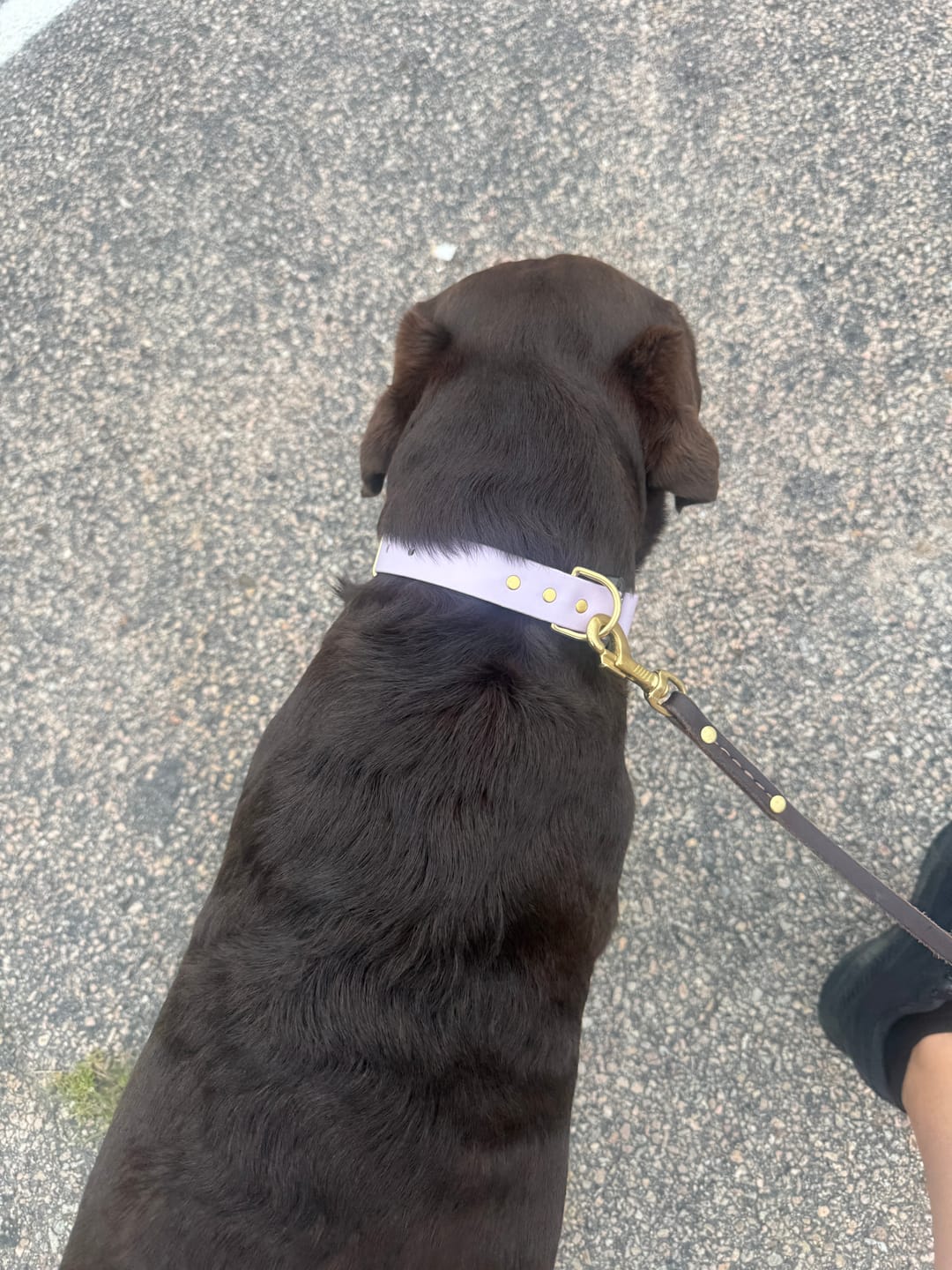 Customer photo review of Adjustable Biothane Quick Release Dog Collar